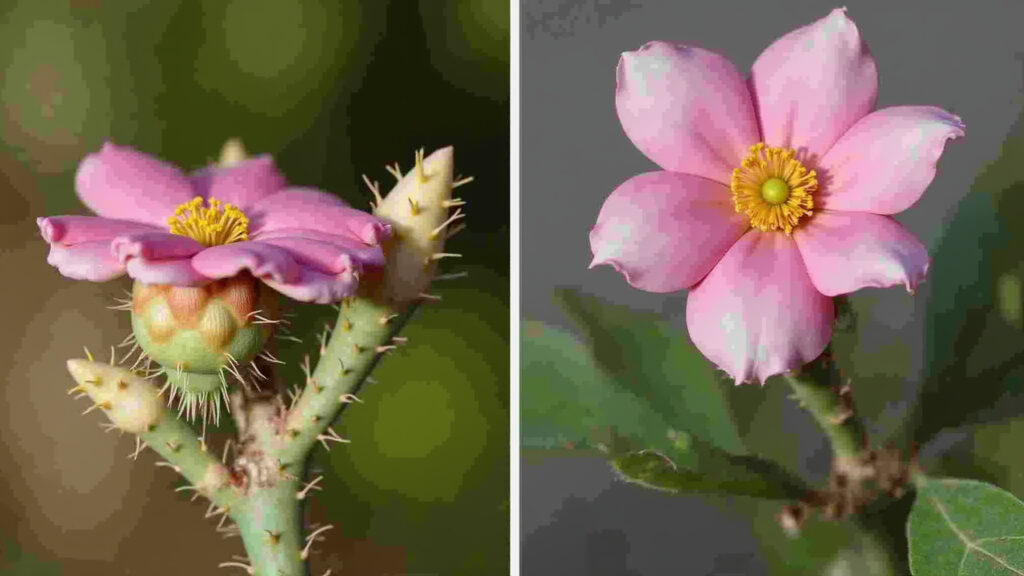 Comparativo: Rosa do Deserto enxertada vs. de semente.