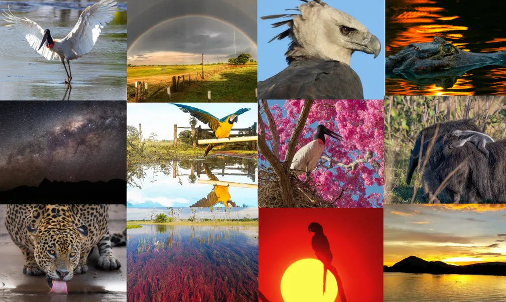 animais do pantanal brasileiro