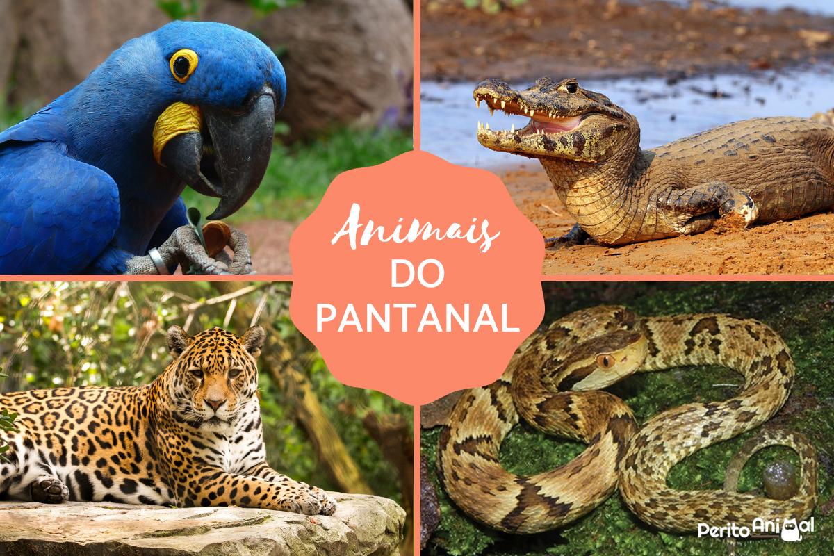 Os Maiores Felinos das Américas: A Onça-Pintada no Pantanal