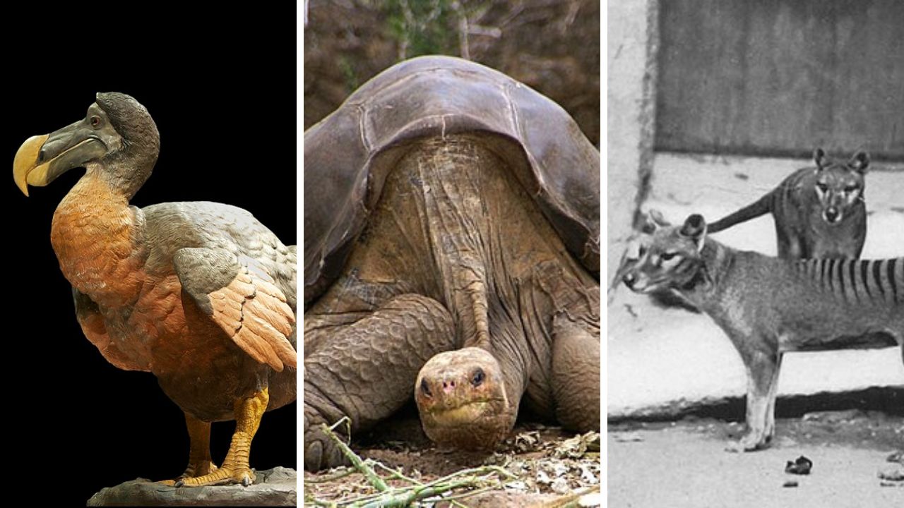 animais extintos