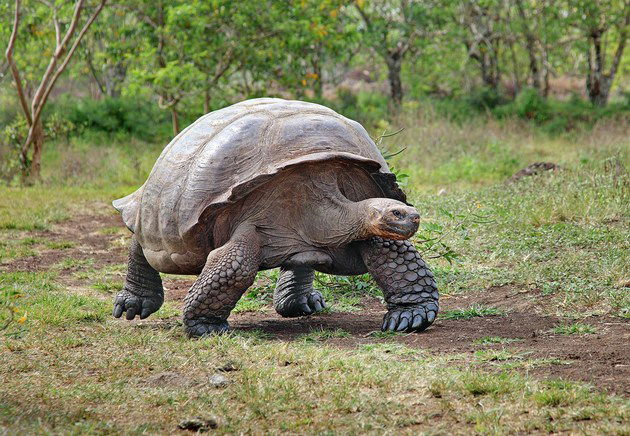 O que é a Lista Vermelha da IUCN e como ela funciona?