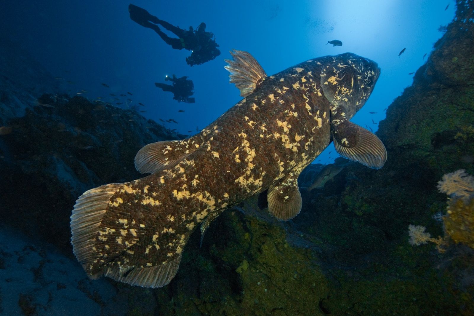 Anatomia Fascinante do Peixe Fóssil Vivo