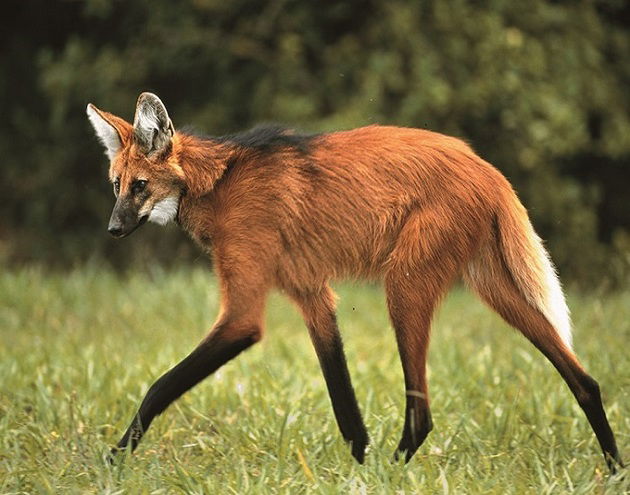 fotos de animais em extincao
