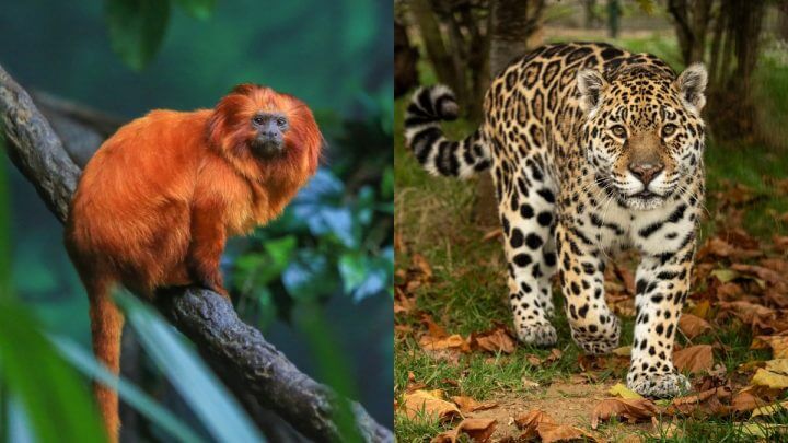 O Impacto do Desmatamento na Extinção de Espécies Brasileiras