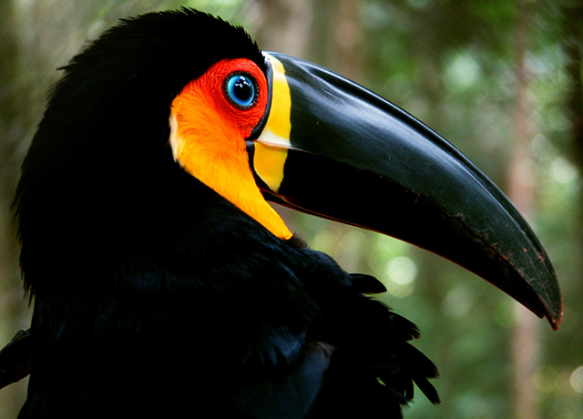 Como a Caça Ilegal Afeta o Rinoceronte-Negro e Outras Espécies