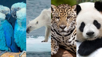 Animais do Cerrado em Risco: O que o Avanço Agrícola Significa?