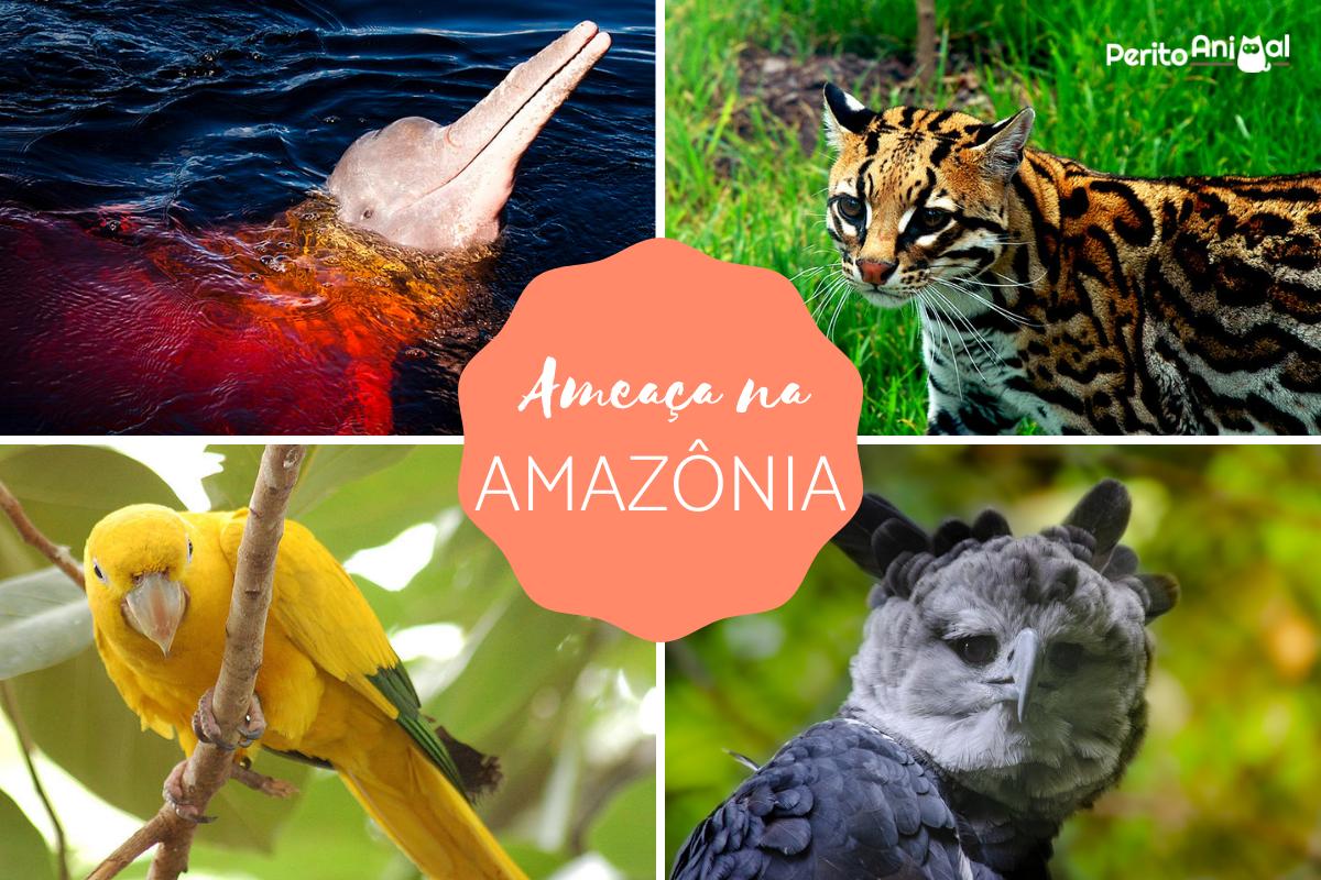 Animais do Cerrado em Risco: O que o Avanço Agrícola Significa?