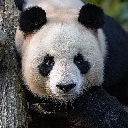 fotos de animais em extincao