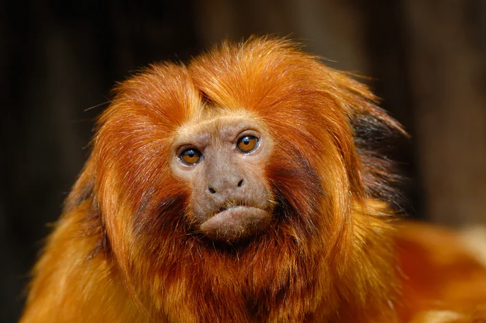 fotos de animais em extincao