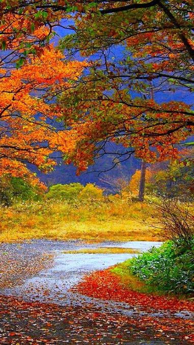 Campos Floridos Em Paletas De Cores Vibrantes - inspiração 1