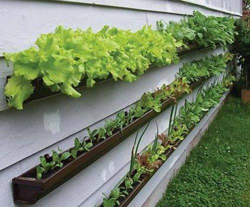 Seleção de Plantas: Ervas Aromáticas, Hortaliças e Flores Comestíveis que Prosperam - inspiração 1