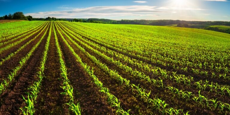 ETFs de Agronegócio: Diversificação Simplificada para o Investidor