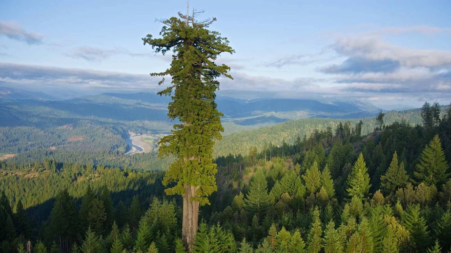 Um Ecossistema em Si: A Biodiversidade que a Rodeia - inspiração 1