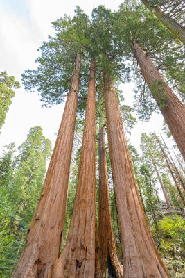 A Importância da Conservação: Protegendo Nossos Tesouros Naturais - inspiração 1