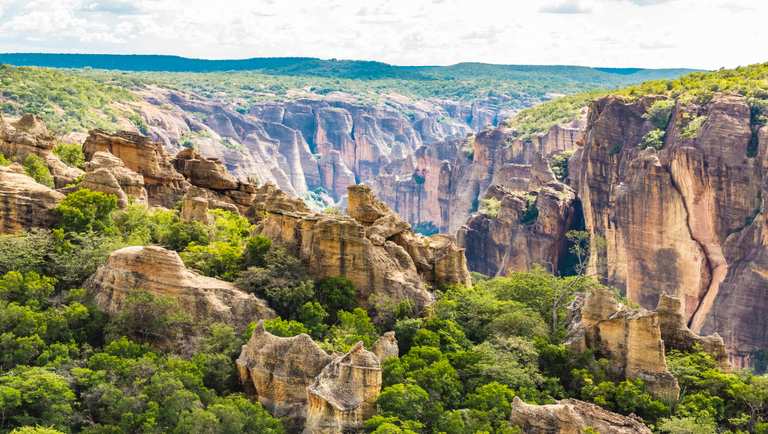 A Rica Biodiversidade: Um Encontro com a Fauna e Flora do Cerrado - inspiração 1