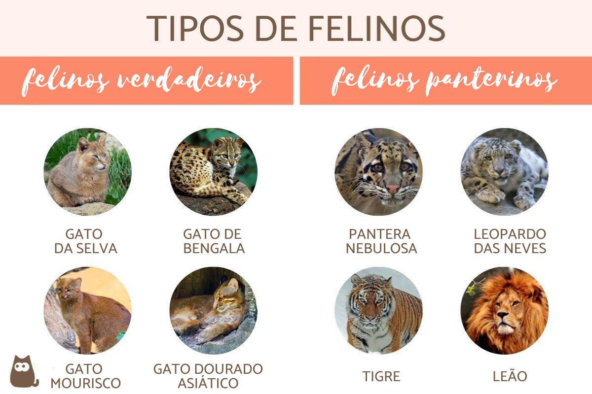 O Majestoso Leão: O Rei da Savana e sua Estrutura Social - inspiração 1