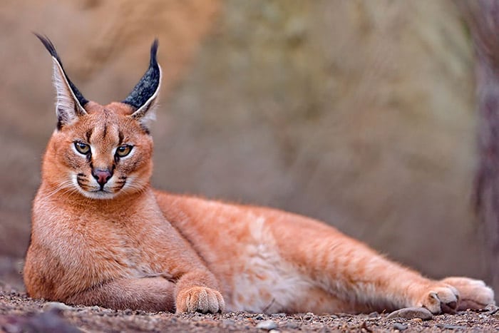 O Majestoso Leão: O Rei da Savana e sua Estrutura Social - inspiração 2