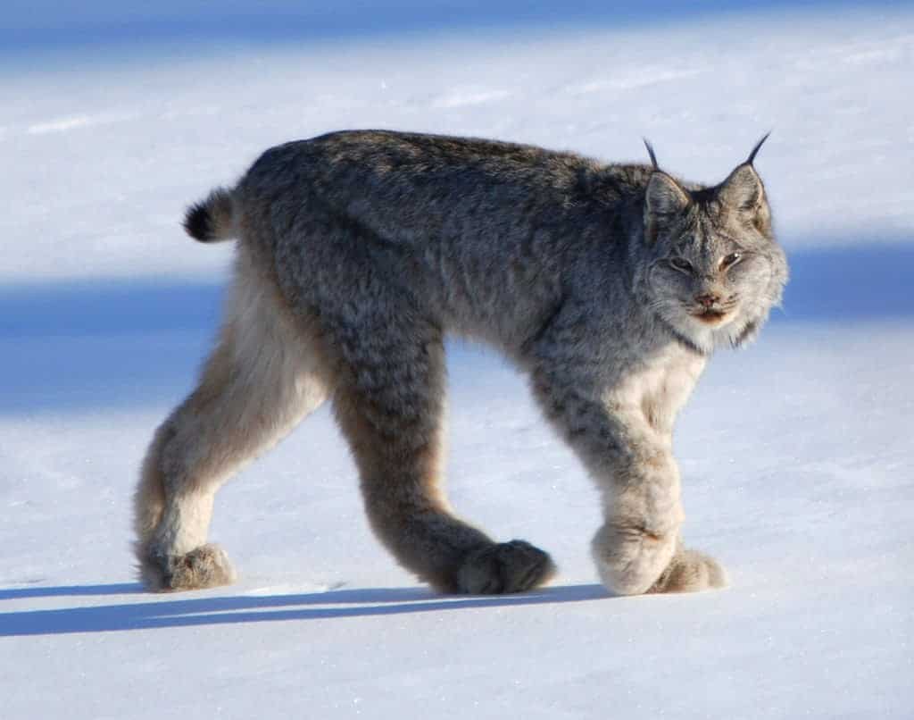 O Ágil Puma: Versatilidade e Distribuição Geográfica no Continente Americano - inspiração 1