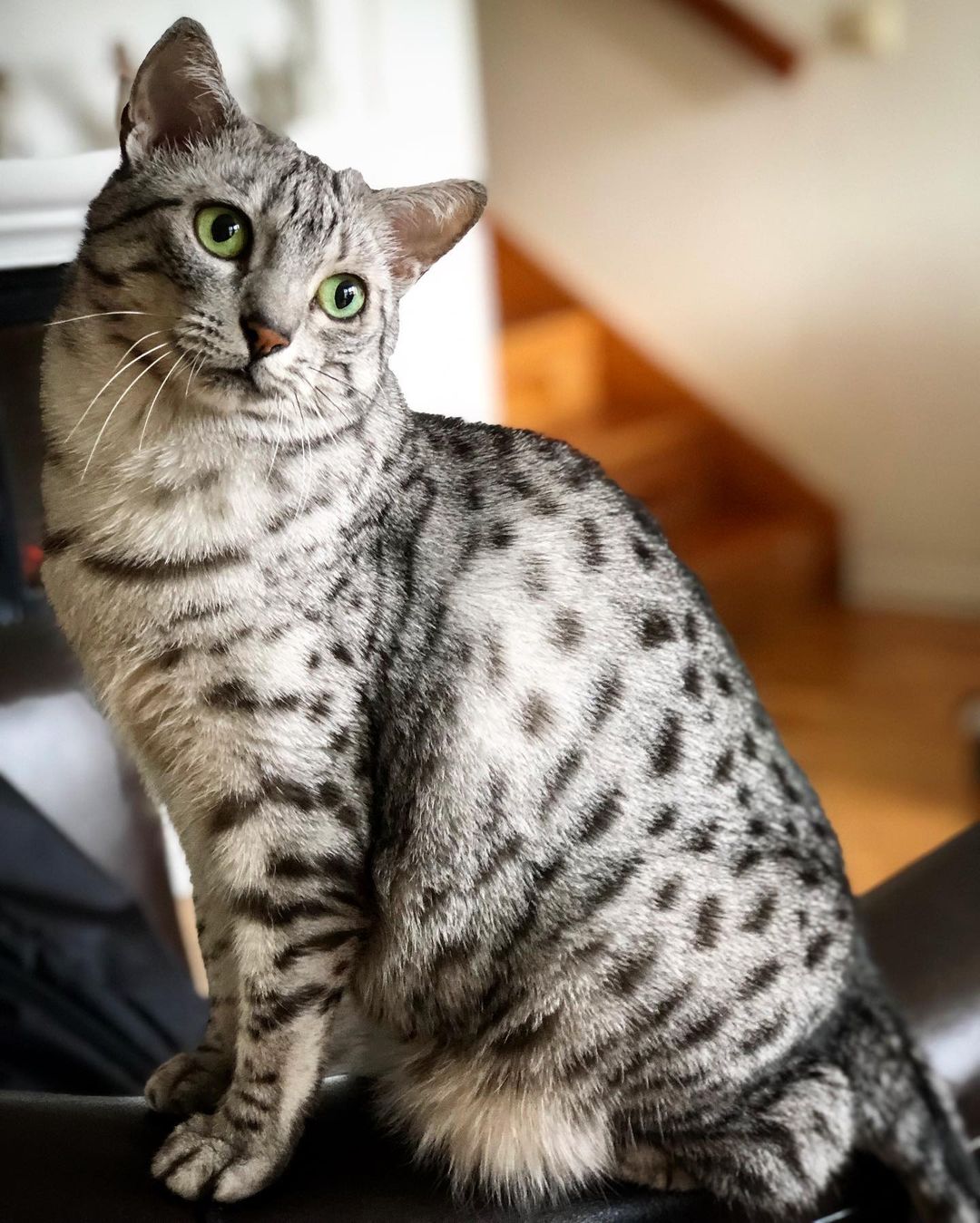 O Lince: Características Únicas e Adaptações a Ambientes Diversos - inspiração 1