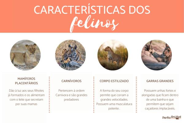 O Serval Africano: Orelhas Desproporcionais e Habilidade de Salto - inspiração 2