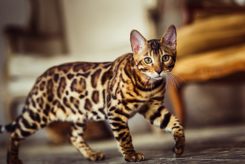 O Gato-doméstico (Felis catus): Uma Breve Visão da Evolução e Diversidade - inspiração 1