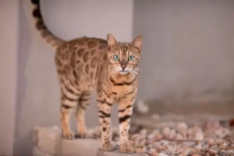 O Gato-doméstico (Felis catus): Uma Breve Visão da Evolução e Diversidade - inspiração 2