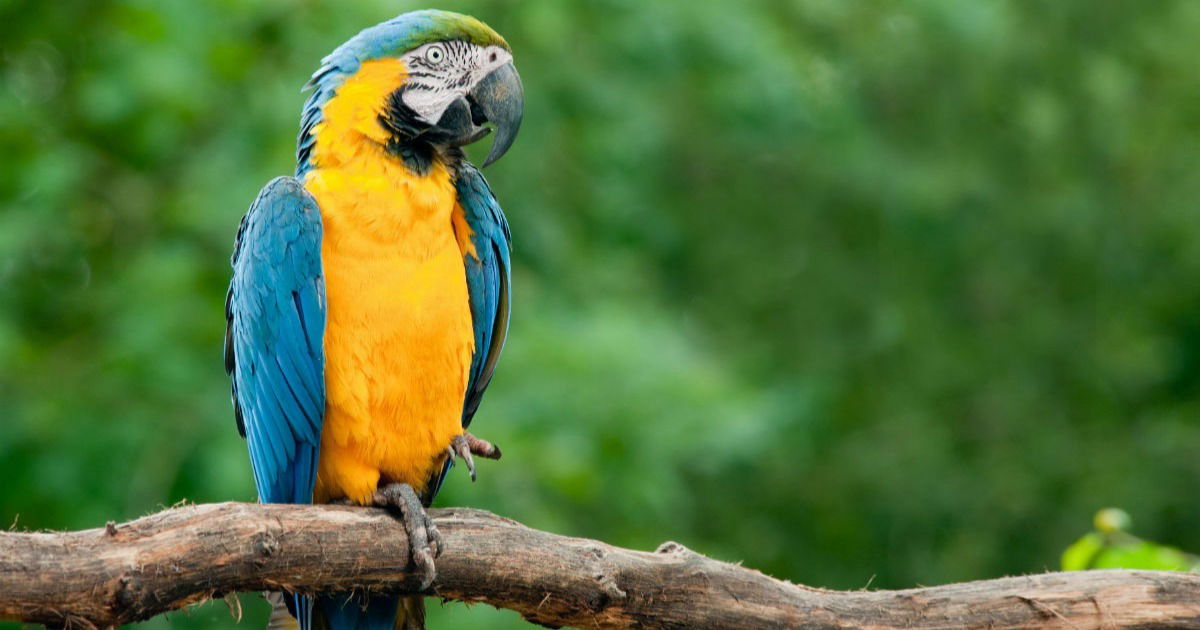 Os 10 Mamíferos Mais Fascinantes da Amazônia que Você Precisa Conhecer