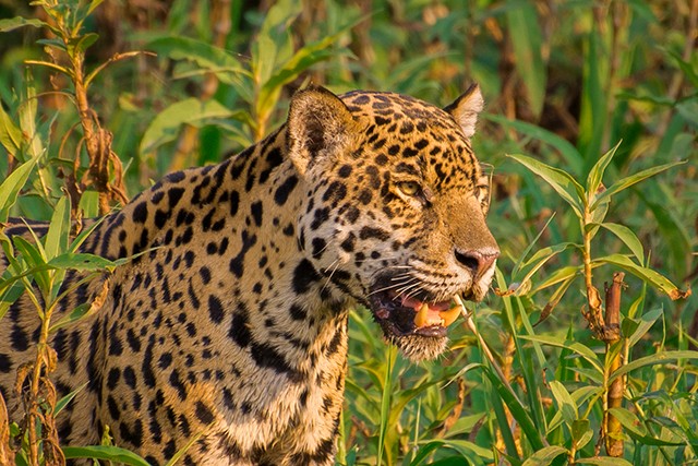 A Vida Secreta dos Rios da Amazônia: Peixes e Criaturas Aquáticas