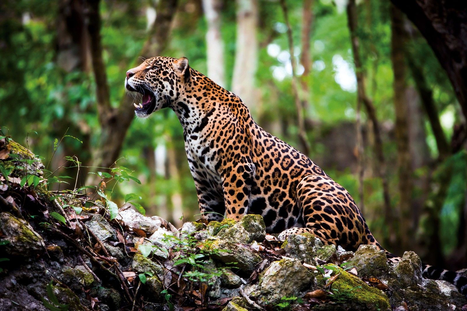 Animais em Extinção na Amazônia: Como Ajudar a Preservar a Biodiversidade