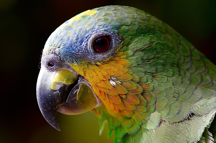 amazonia animais