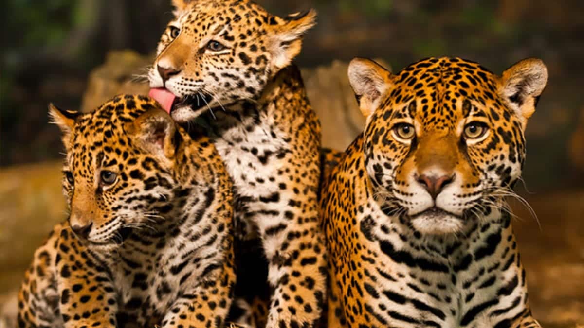Descubra as Aves e Répteis Mais Incríveis da Floresta Amazônica