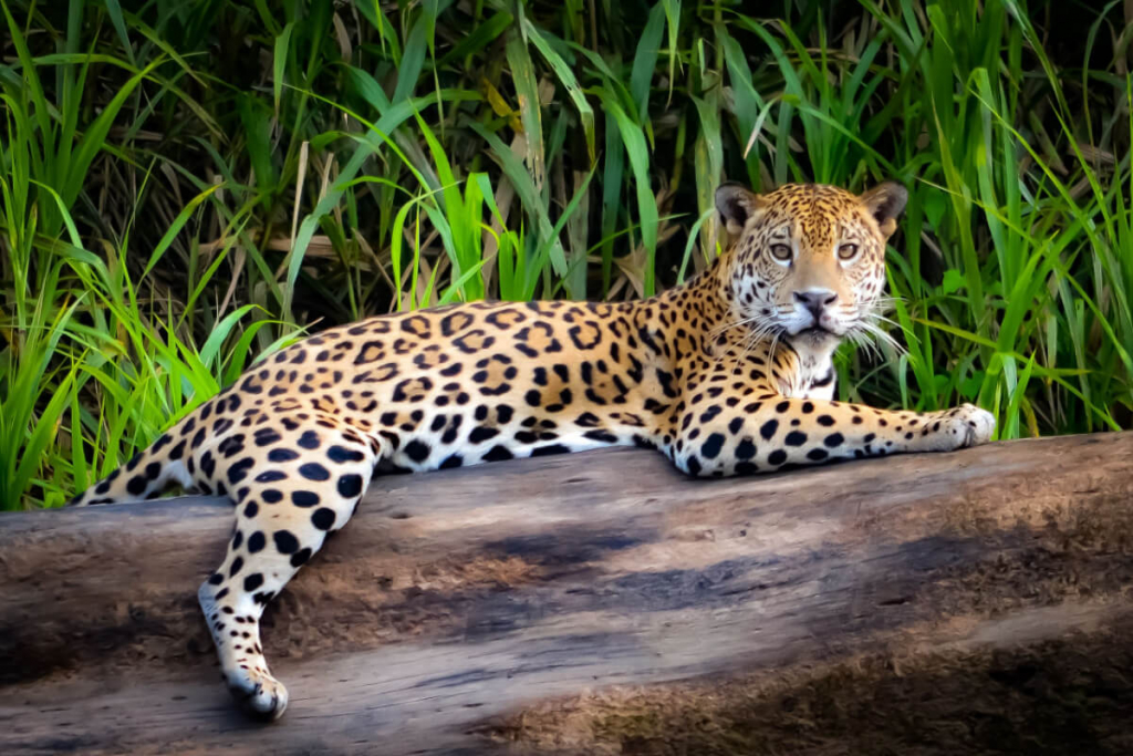 Animais em Extinção na Amazônia: Como Ajudar a Preservar a Biodiversidade