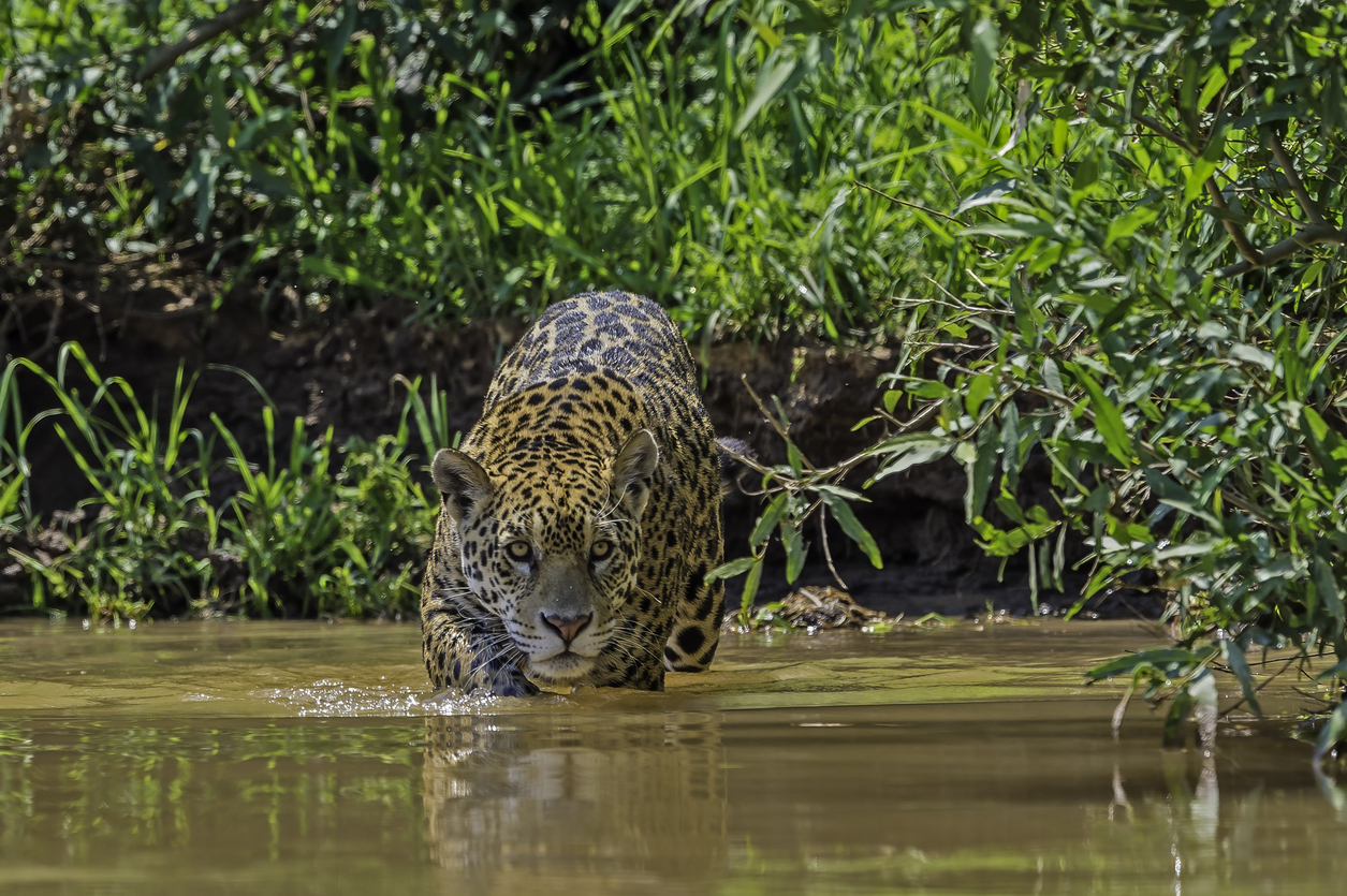 Animais em Extinção na Amazônia: Como Ajudar a Preservar a Biodiversidade