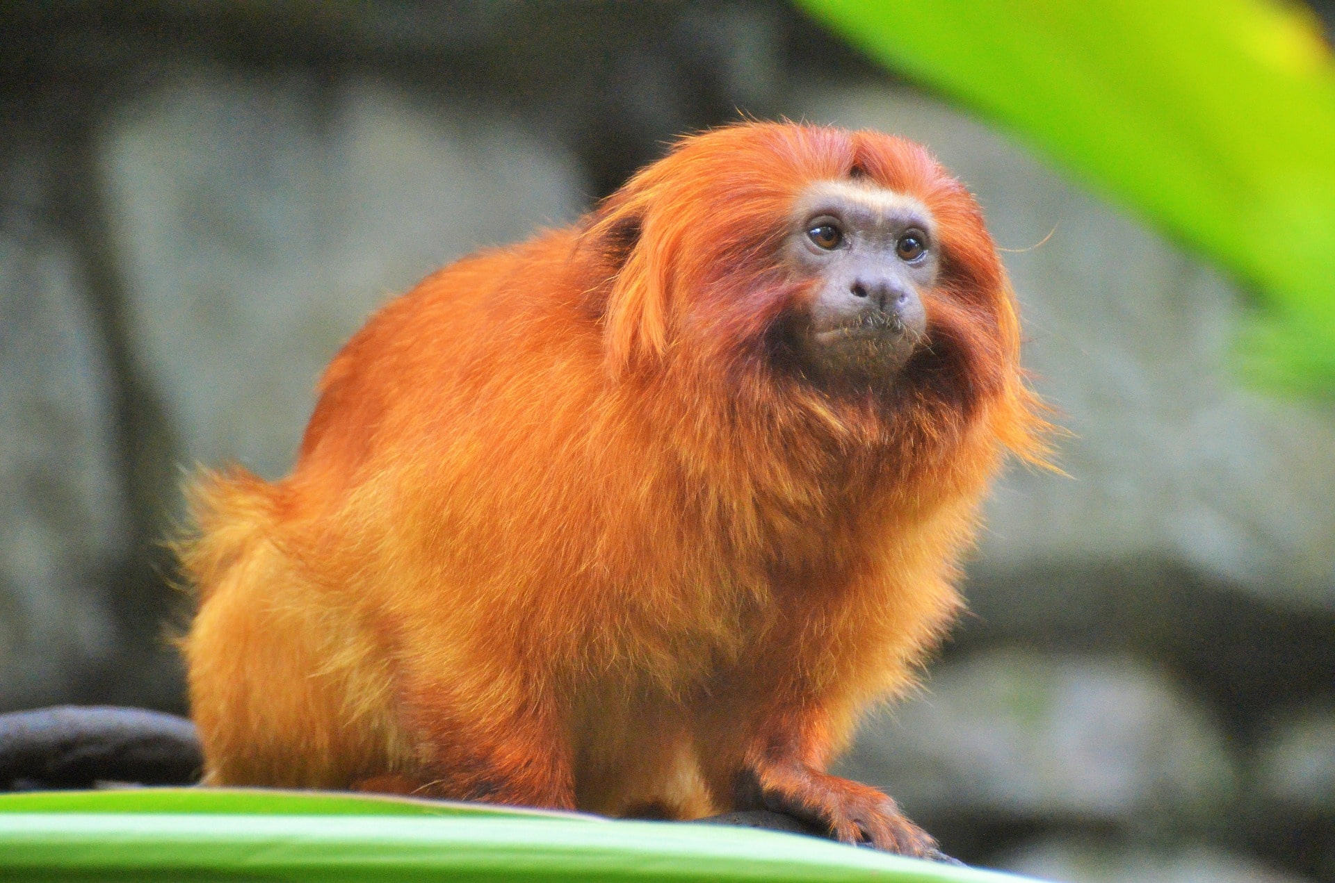 Os 6 Biomas Brasileiros e Sua Fauna Exclusiva