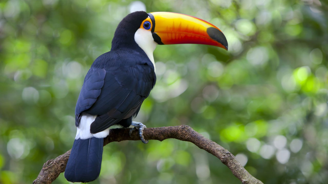 Top 10 Mamíferos Mais Emblemáticos do Brasil