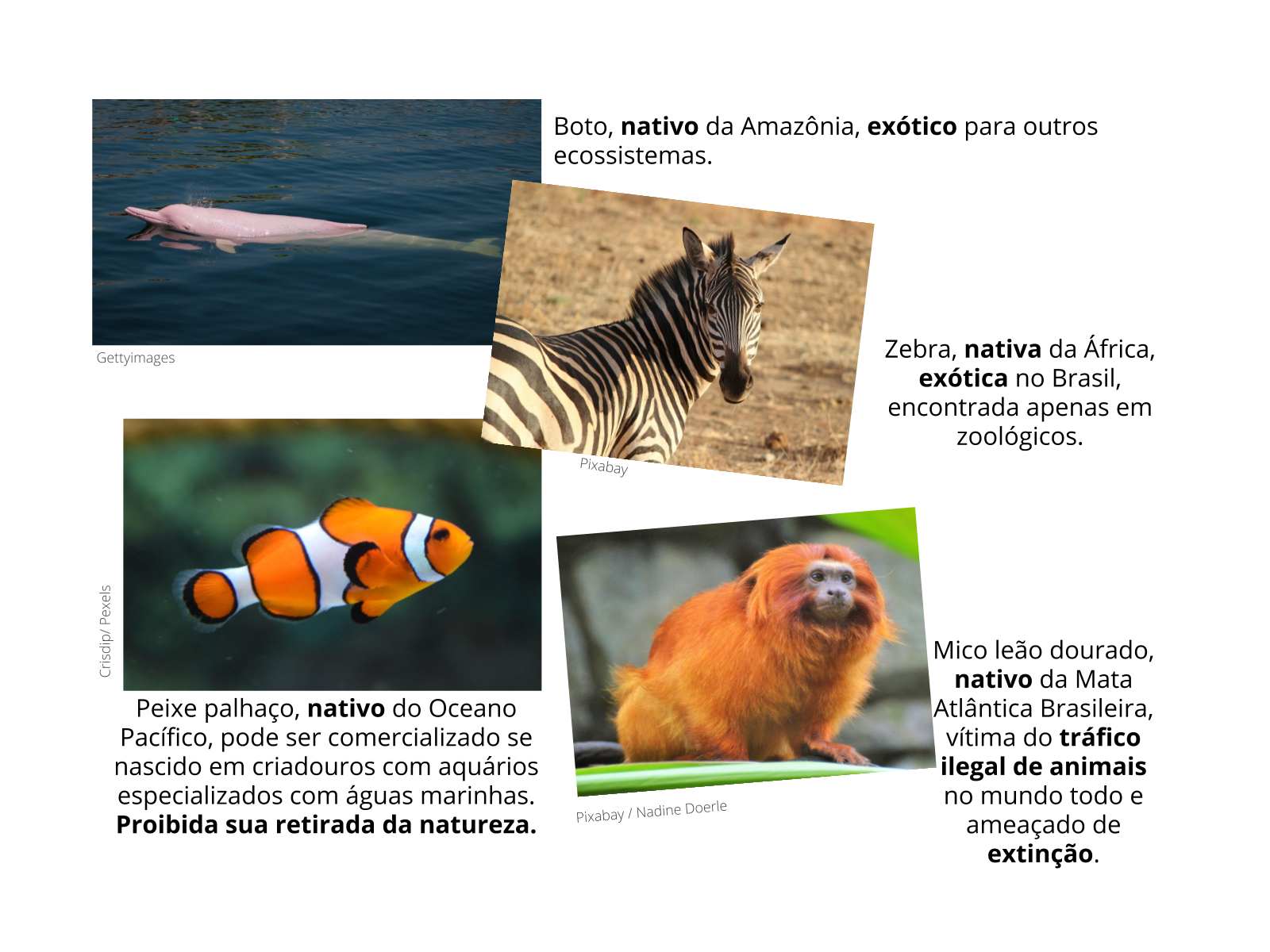 Aves Símbolo do Brasil: Conheça as Espécies e Seus Cantos