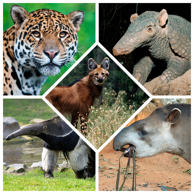 Animais Endêmicos do Brasil: Espécies que Só Existem Aqui