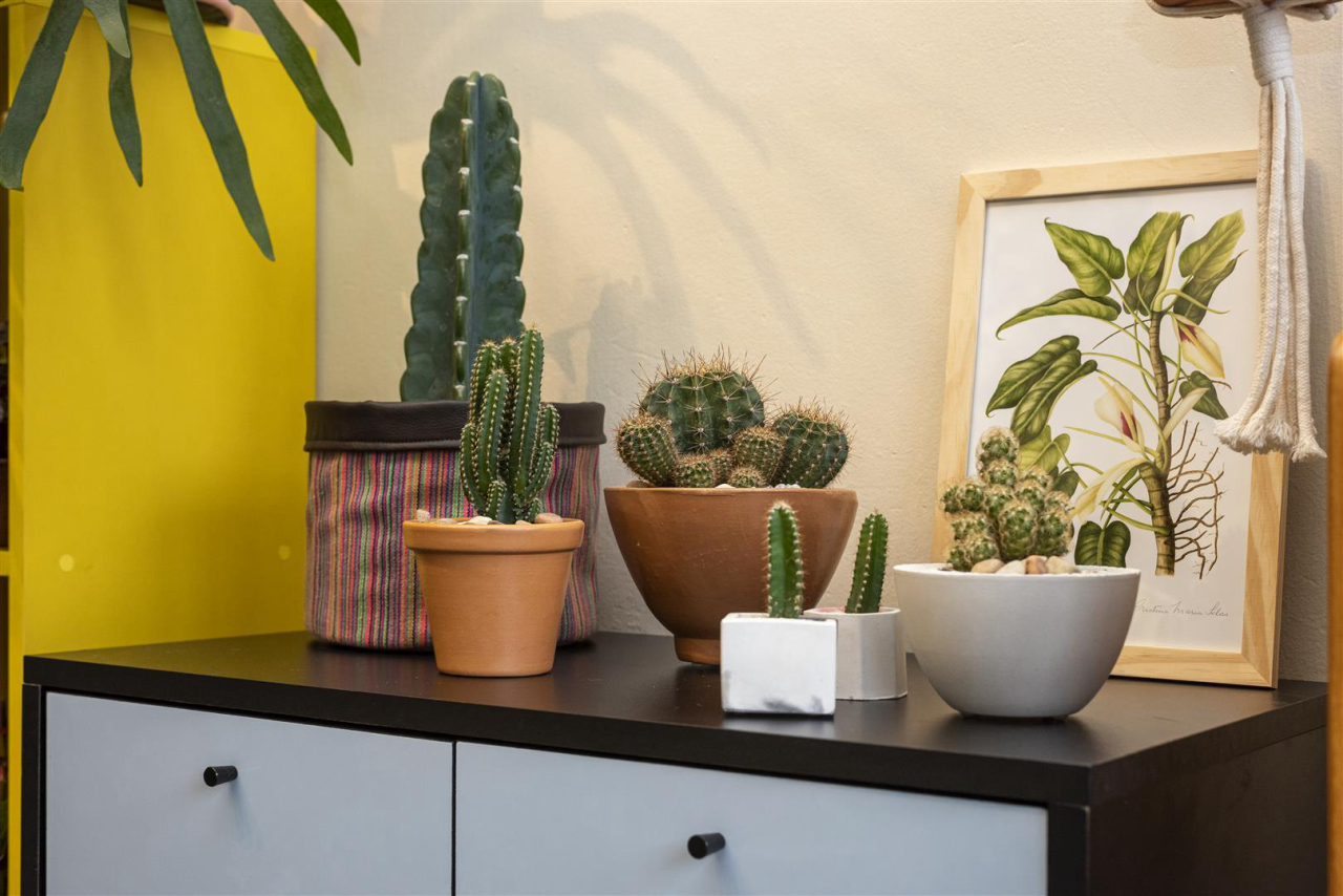 Cactos que se adaptam à pouca luz: Guia completo