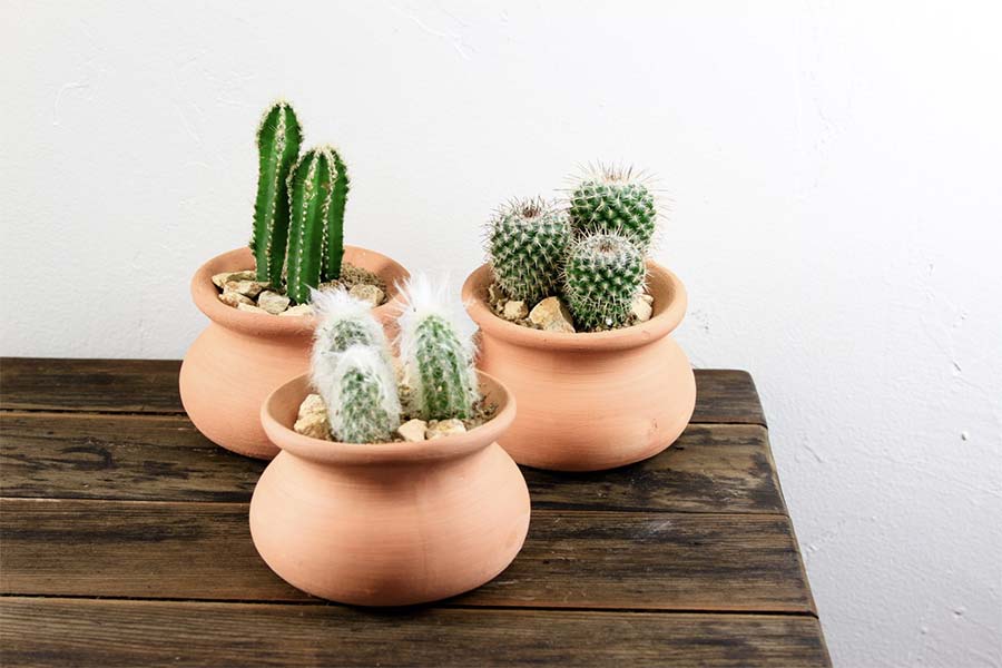 Feng Shui e Cactos: Onde posicionar para atrair boas energias?