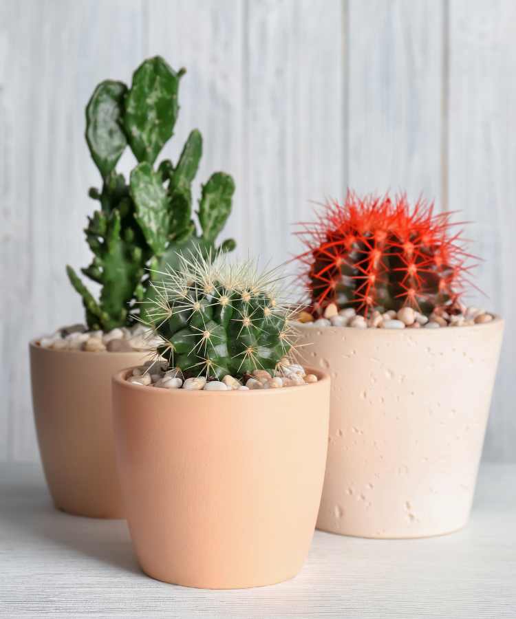 decoração com cactos