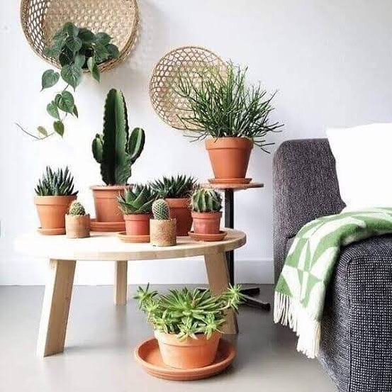 Cactos que se adaptam à pouca luz: Guia completo
