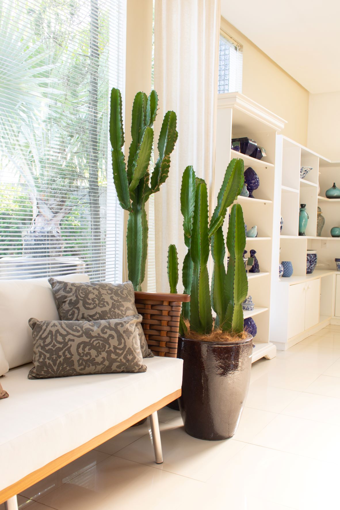 Feng Shui e Cactos: Onde posicionar para atrair boas energias?