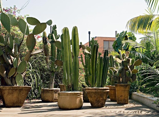 decoração com cactos