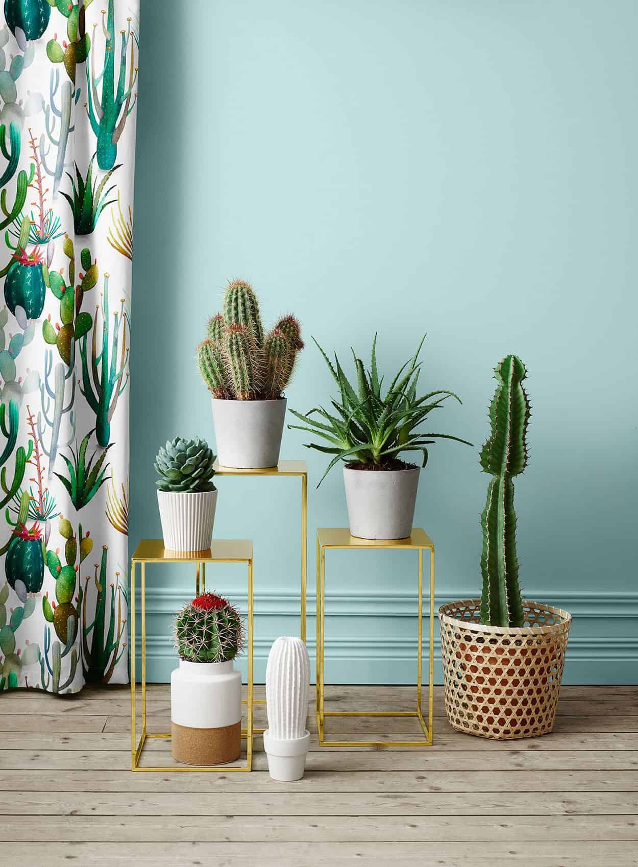 DIY: Crie seu próprio terrário de cactos em 5 passos