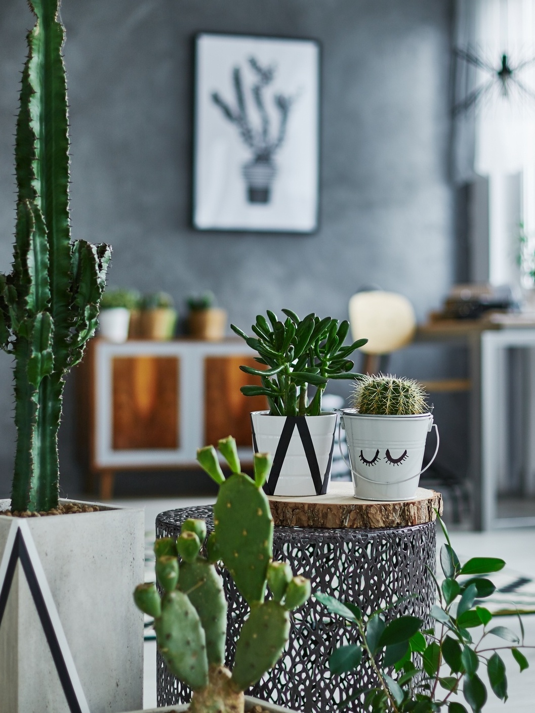 decoração com cactos