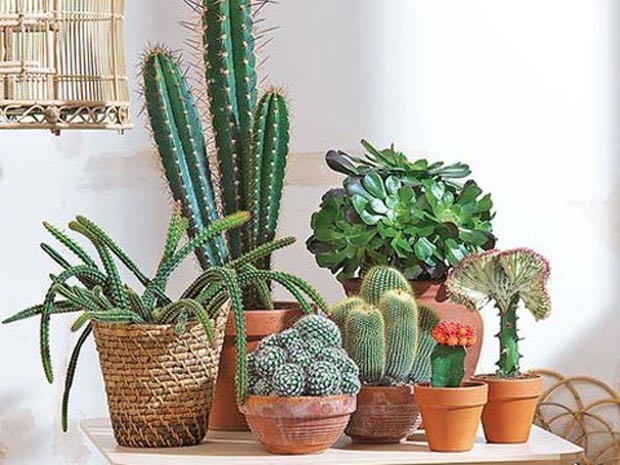 Cactos que se adaptam à pouca luz: Guia completo