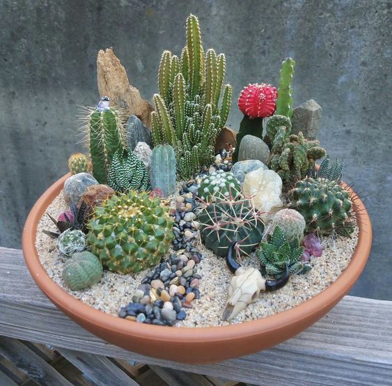 Feng Shui e Cactos: Onde posicionar para atrair boas energias?