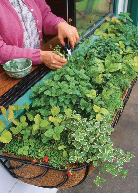 Como Montar uma Horta Vertical na Janela com Garrafas PET