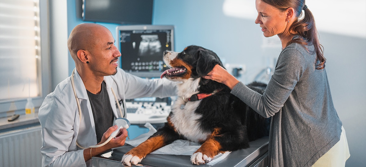 Planejamento Tributário para Veterinários: Reduza Seus Impostos Legalmente
