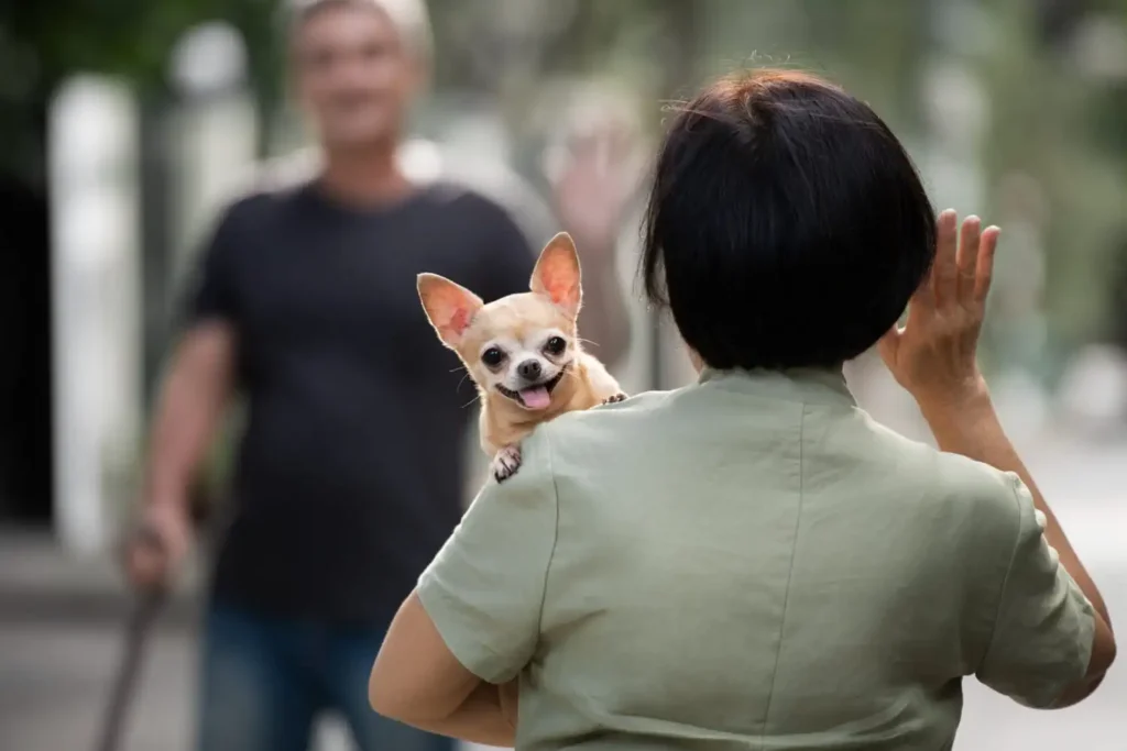 Como Definir a Guarda do Seu Pet Após o Divórcio: Guia Completo